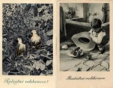 Tauben Küken o ca. 1950