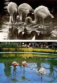 Flamingos Vögel 2 Karten * ca. 1970