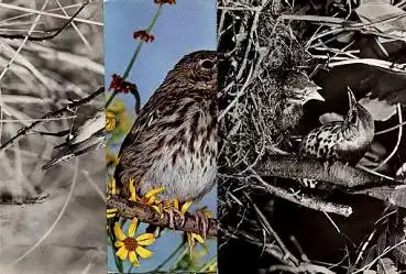 Singvoegel Braunkehlchen Baumpieper Singdrossel 3x gebr. ca. 1970