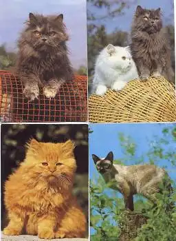 Katzen 4 Katzen um 1970