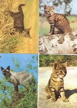 Katzen 4 Ansichtskarten
