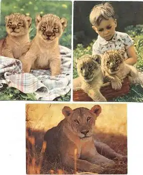 Löwen 3 Karten, ca. 1960