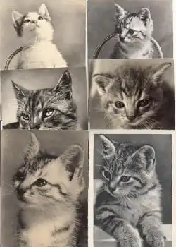 Katzen ca. 1970, 6 Karten