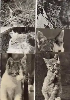 Katzen 6 Postkarten *ca. 1970