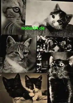 Katzen 6 Karten ca. 1970
