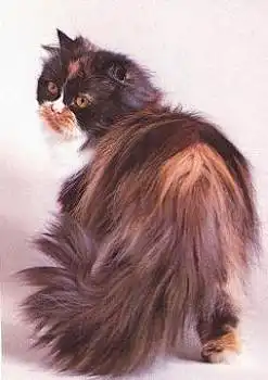 Katze Perser Schilplatt u. Weiss * ca. 1970