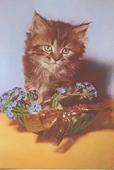 Hauskatze mit Vergissmeinnicht  * ca. 1970