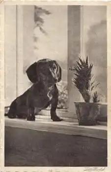 Dackel  am Fenster o 5.8.1931