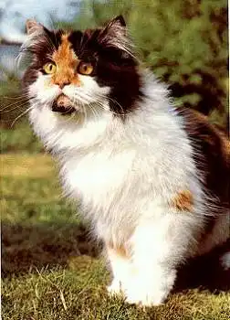 Perserkartze Schilpatt mit weiß  * ca. 1970