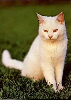 Hauskatze, weiss * ca. 1986