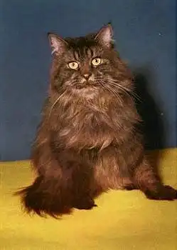 Katze * ca. 1970