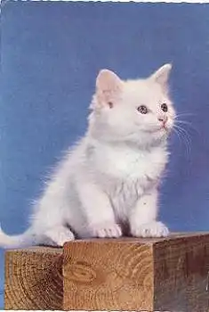 weisse Katze, o 19.04.1960