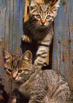 Hauskatzen braungestromt * ca. 1970