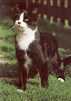 Hauskatze schwarz-Weiss  * ca. 1970