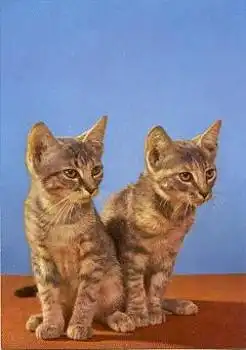 getigerte junge Katzen, * ca. 1970