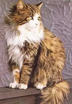 Katze Perser, Braungestromt u.weiss * ca. 1970