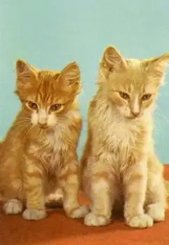 rotgestromte Katzen * ca. 1970
