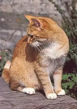 Hauskatze, rotgestromt u. weiß * ca. 1970