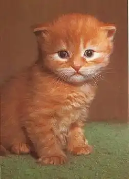 junge Katze, rotgestromt, * ca. 1970