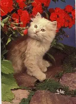 weisse Katze mit Rosen, o 25.10.1972
