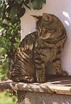 Hauskatze braungestromt  * ca. 1970