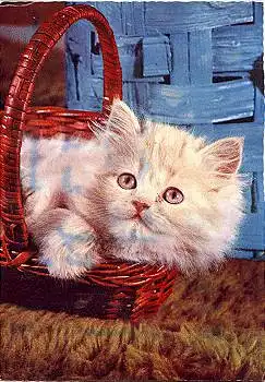 weisse Katze im Korb, gebr. 1972