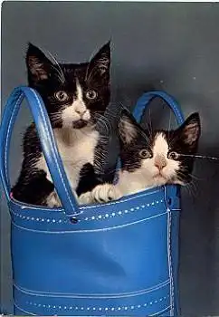 Junge Katzen in Tasche gebr. ca. 1972