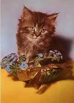 Junge Katze mit Vergissmeinnicht * ca. 1970