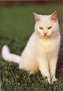Weisse Hauskatze  * ca. 1970