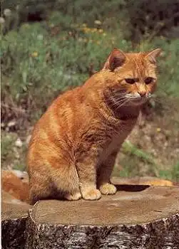 Hauskatze, rotgestromt * 1987