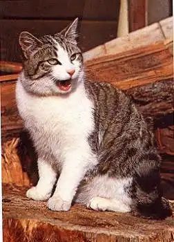 Hauskatze getigert und weiß * ca. 1970