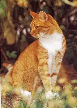 Europäische Kurzhaar Katze rotgestromt mit weiss * ca. 1988