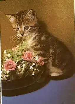 Katze mit Rosen * ca. 1970