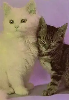 Katzen weiss und getigert * ca. 1970