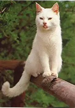 Hauskatze, weiss * ca. 1970