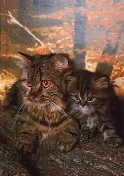 Halbperser mit Jungem braungestromt * ca. 1970