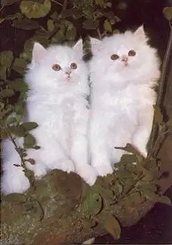 Katzen Junge Perser * ca. 1970