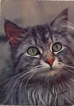 getigerte Katze o 1972