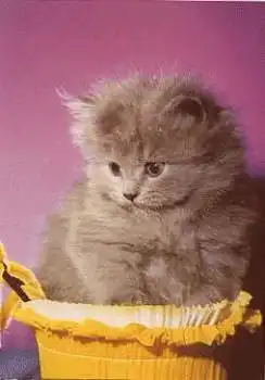 graue Katze * ca. 1970