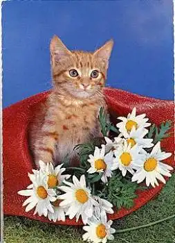 Junge Katze mit Margariten o 29.10.1970