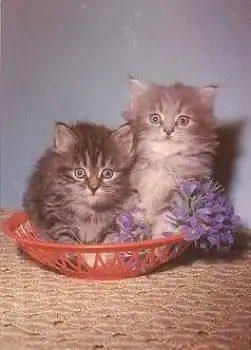 Junge Katzen mit Veilchen * ca. 1970