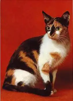 Europäische Kurzhaar schildplatt und weiss Katze * ca.1970