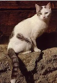 Hauskatze * ca. 1970