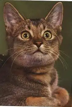 Katze getigert * ca. 1970