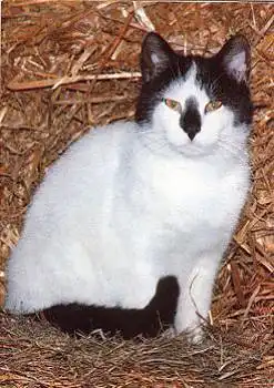 Hauskatze, weiss-Schwarz * ca. 1970