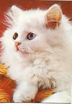 Weisse Katze  * ca. 1970