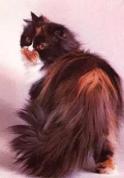 Perser Katze Schildpatt und weiss * ca. 1970