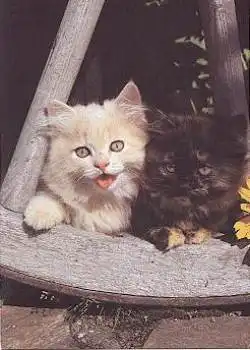 Junge Perserkatzen, schildplatt u. shell cameo * ca. 1987