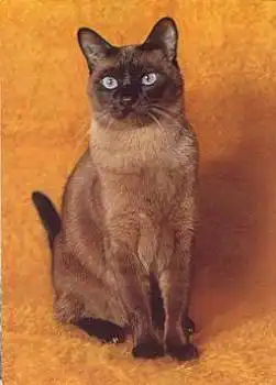 Katze Siamese Sealpoint *  ca. 1970