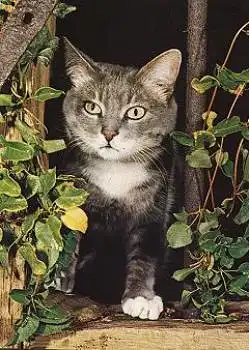 Hauskatze, grau-weiss  * ca. 1986